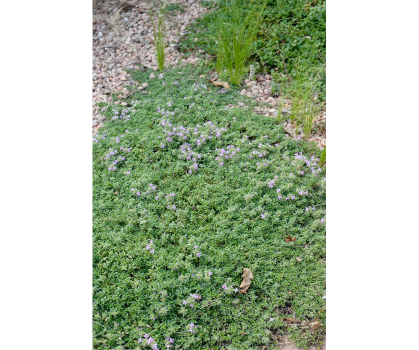 Pink Chintz Thyme
